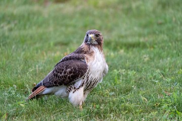 Red Tailed Hawk