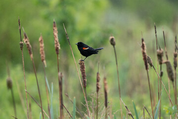 Red Winged Blackbird