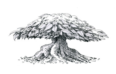 Deciduous tree. Bonsai beautiful. Ink drawing.