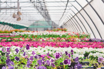 Fototapeta na wymiar interior of a greenhouse for growing flowers and ornamental plants