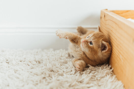 Playful kittens