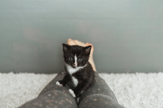 Playful kittens