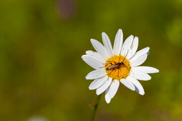 Fototapeta premium Leptura melanura clears on a daisy (Leucanthemum vulgare)