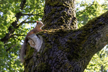 A squirrel starring at photographer from a tree in Finland