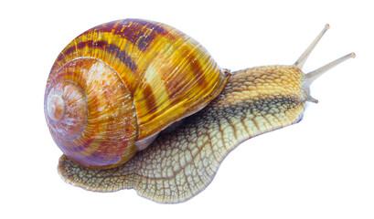 snail isolated on white background
