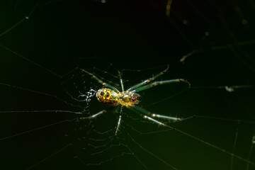 Spider on a Web