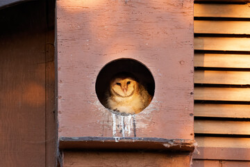 Barn Owl in the Birdhouse