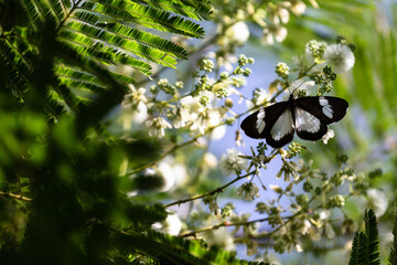An exotic butterfly sits on a white nectar flower in Uganda