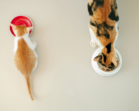 The tortoiseshell cat and her little kitten eating