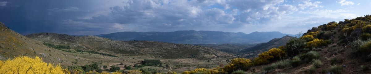Obraz premium Piorno blossom blooming, at the Puerto de Navalmoral, near Gredos mountain range