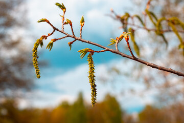 There are earrings hanging on a tree branch.