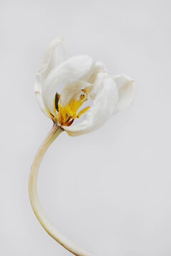 White tulip and yellow stamen on white