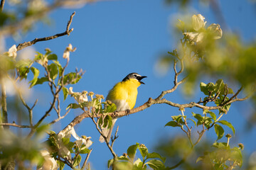 Fototapeta premium Yellow Breasted Chat