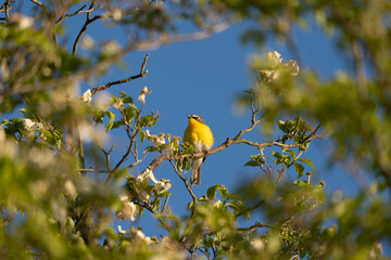 Yellow Breasted Chat