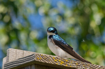 A Tree Swallow perched on a Birdhouse