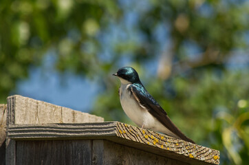 A Tree Swallow perched on a Birdhouse
