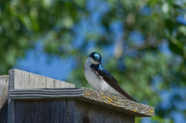 A Tree Swallow perched on a Birdhouse