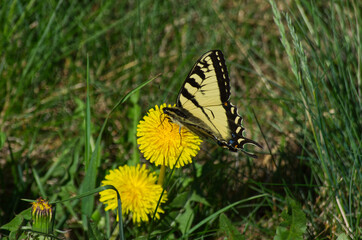 A Canadian Tiger Swallowtail Butterfly on a Dandelion