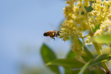 Flying bee to the flower.
