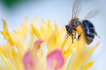 Closeup of Honeybee in a Flower