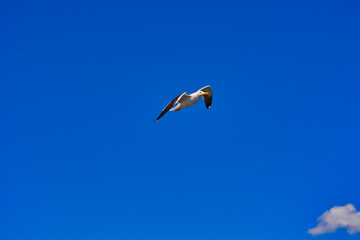 Eine Möwe im strahlend blauen Himmel über der Nordsee