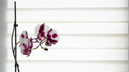 A beautiful orchid grows on the windowsill against the background of roller blinds. Houseplants on the window of the apartment. Flowers in pots on the windowsill. Home decor concept.