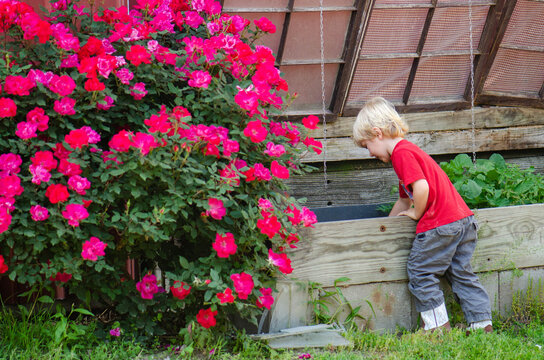 Little Boy Next to Large Rose Plant Gardening
