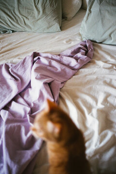 Unmade bed with cat.