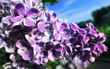 Close up view of vibrant sunny pink lilac flowers with white canvas in spring
