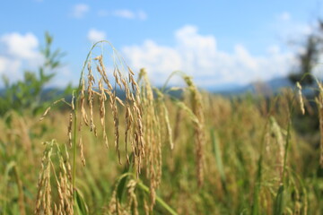 Obraz premium Upland rice is ripe and ready to be harvested.