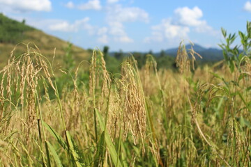 The paddy fields in the hills are ripe and ready to be harvested.