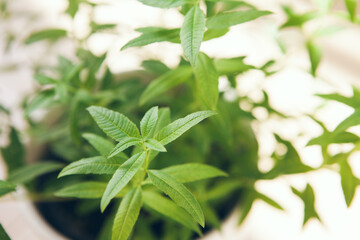 Close up fresh mint leaves in a pot. Selective focus