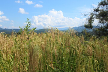 Upland rice is ripe and ready to be harvested.