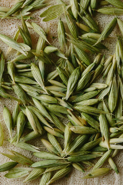 A detailed image of milky oat tops.