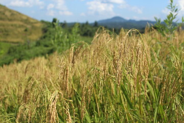 The paddy fields in the hills are ripe and ready to be harvested.