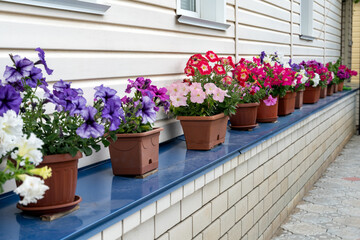 Front of house with pots with blooming flowers. Beautiful flowers of Petunia in pots on the windowsill. Gardening, nature concept. House decoration.