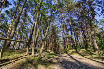 A forest on the coast of the Baltic Sea - Katy Rybackie city