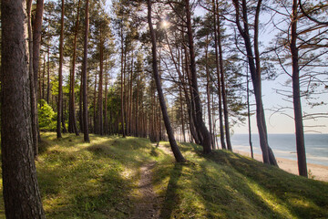 A forest on the coast of the Baltic Sea - Katy Rybackie city