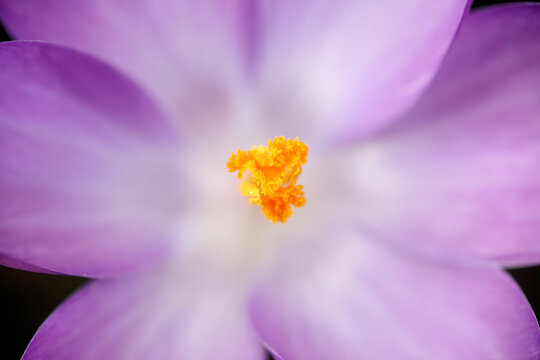 crocus tommasinianus macro