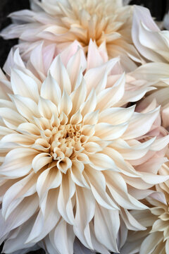 Beautiful Bouquet Of Cafe Au Lait Dahlia Flowers