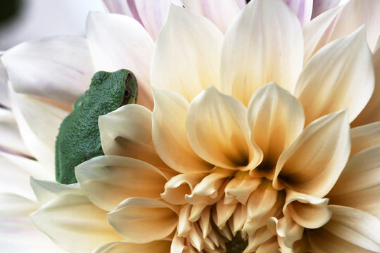 Green Tree Frog On A Dahlia Flower
