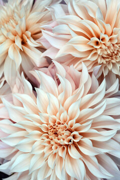 A Bouquet Of Cafe Au Lait Dahlia Flowers