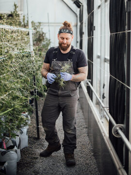 A cannabis farmer works inside a large greenhouse. 