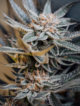 A close-up of mature cannabis flowers that is ready for harvest. 