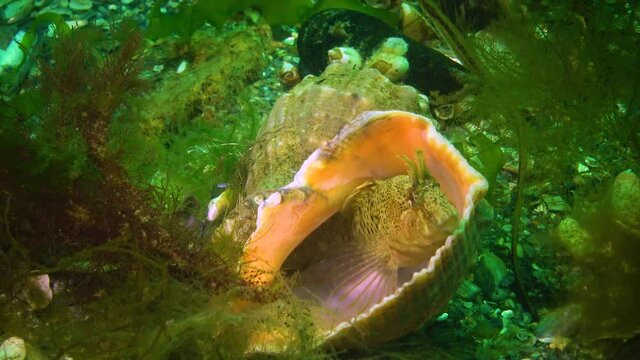 Tentacled blenny (Parablennius tentacularis) on the seabed, Black Sea.