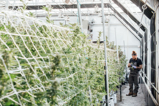 A cannabis farmer works inside a greenhouse. - Powered by Adobe