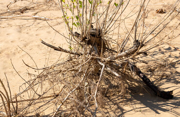 dry shrub grown in the depressed wild sand and drought of the desert