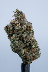 Cannabis Flower Macro - Strain: Black Jack