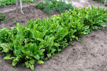 Growing beet seedlings. Young, sprouted beet growing in open ground flat bed into the garden....