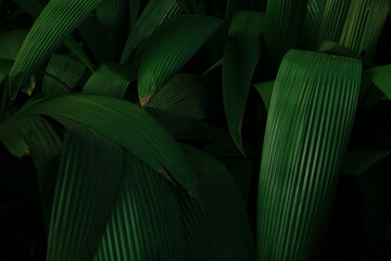 tropical plants